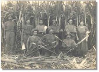 Italian cane-cutters and farmers